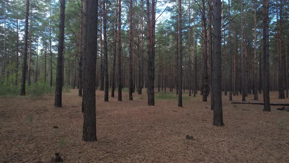 Through The Pine Forest