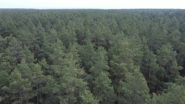 Forest Landscape Aerial View Slow Motion