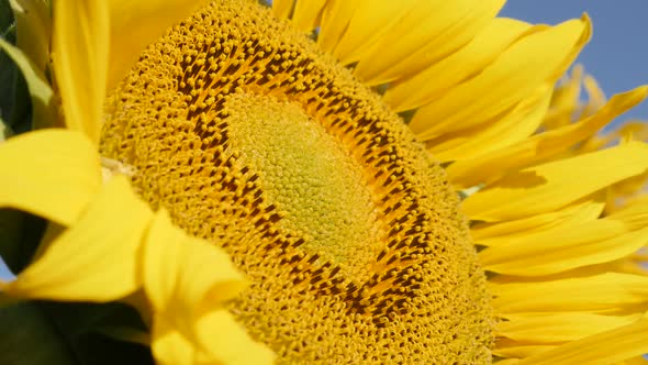 Detailed sunflower Helianthus annuus plant  head florets  slow-mo footage