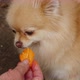 Little Cute Fluffy Spitz Puppy Eats Apricot From Human Hands - VideoHive Item for Sale