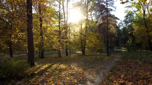 Aerial Drone View Autumn Forest with Sun Shining Through Tree Branches