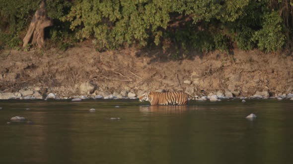 Tiger Crossing River