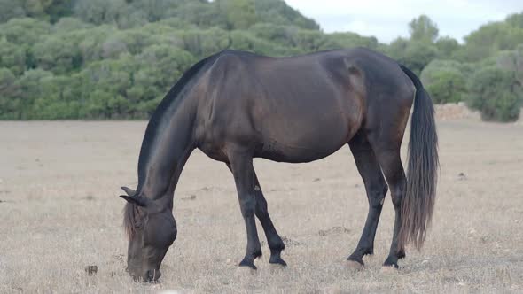 Horse Eating Grass in a Meadow