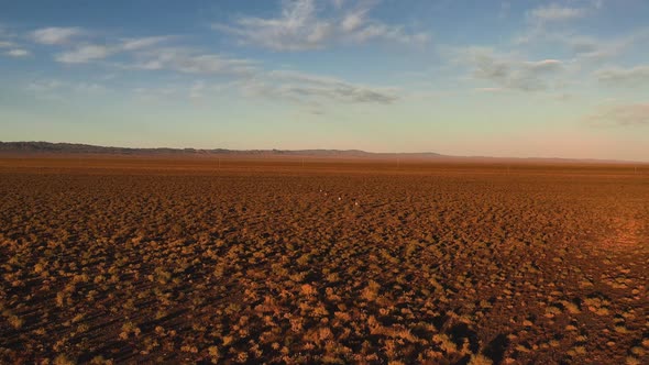 Wild Dzeren  Procapra Gutturosa  Mongolian Gazelle Fawn Runs on Steppe Mongolian Steppe