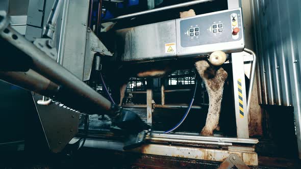 Robotic Mechanism is Milking a Cow