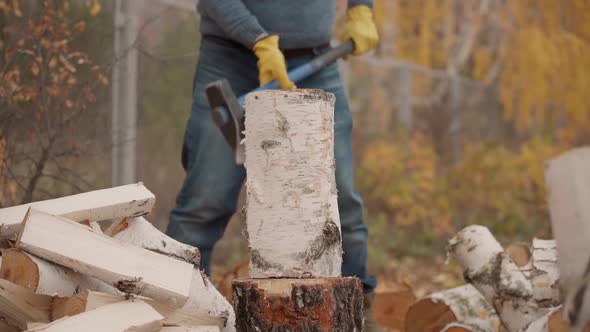 A man in casual clothes is engaged in harvesting firewood for the winter