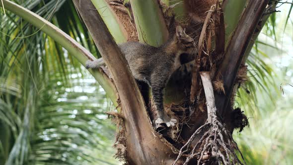 A Small Cat Looking or Hunting for Lizard or Geco on Top of a Coconut Tree