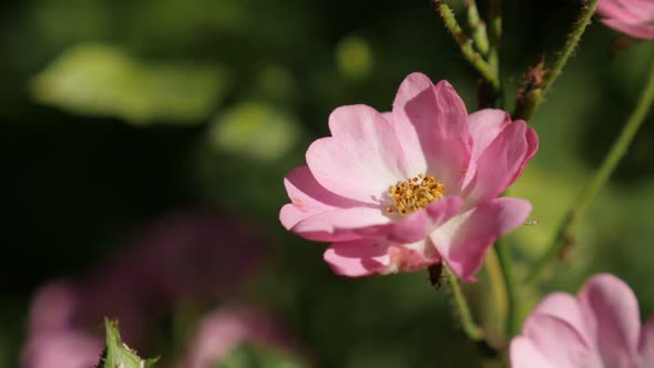 Rosa spring decorative flower shallow DOF 3840X2160 UltraHD footage - Close-up of pink mini rose hyb