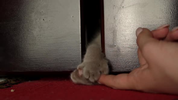 Gray Cat's Paw Plays with Human Fingers From Under the Bed