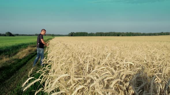 Young Man Goes Along a Field of Rye 1