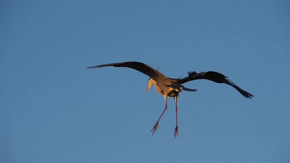 Grey heron, Ardea cinerea, Camargue, France