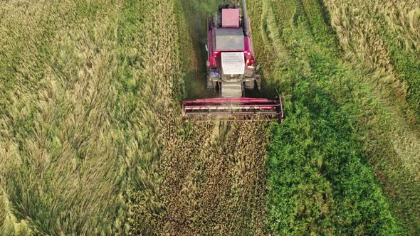 Combine Harvester Removes Oats and Accumulates Grain in the Hopper