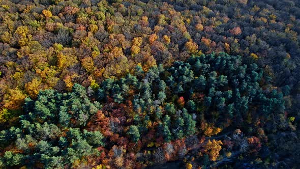 Forest with Red and Yellow Trees Aerial Top View