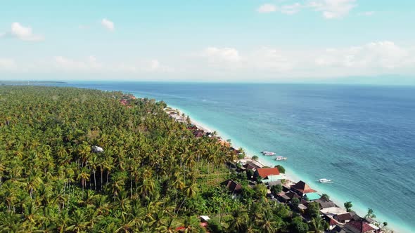 Beautiful Grows Palm Trees Aerial