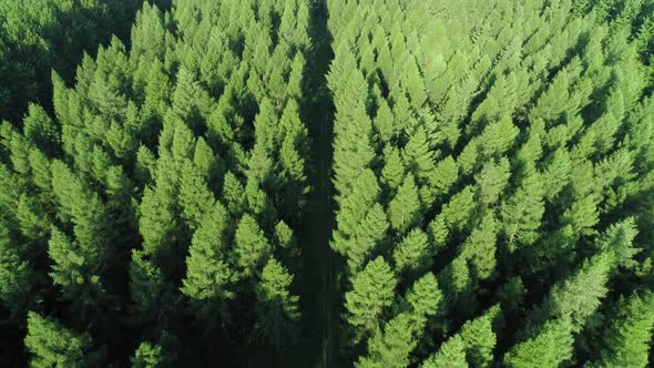 Drone view of forest with a road