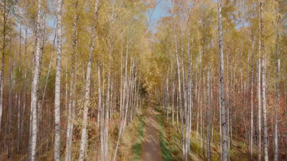 Golden Autumn Treetops From a Bird's Eye View at Sunset the Drone Rises Above the Trees Golden Tree