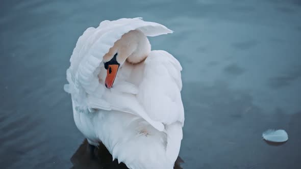 Closeup Portrait of Touching Swan Cleaning His Plumage