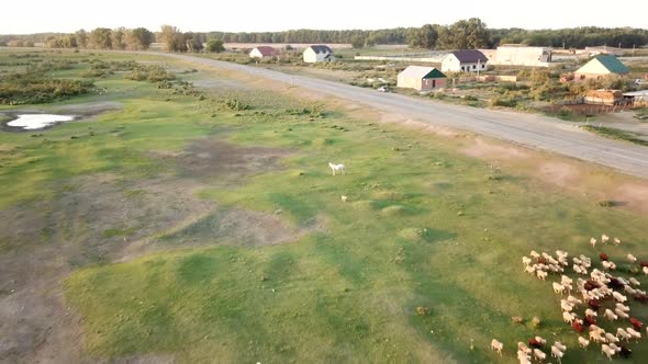 Sheep on a Meadow