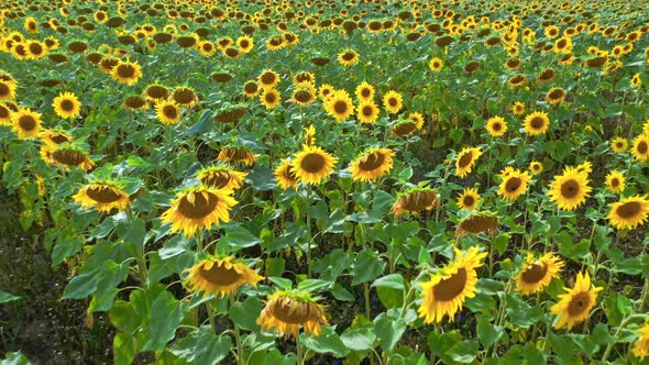 Blooming sunflower field in late summer. Agriculture in Poland.