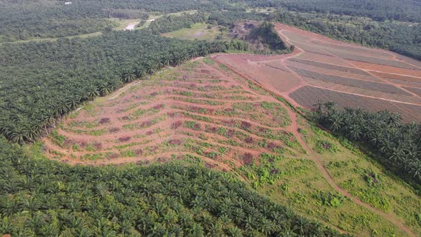 Aerial view terrace hill of replant plantation