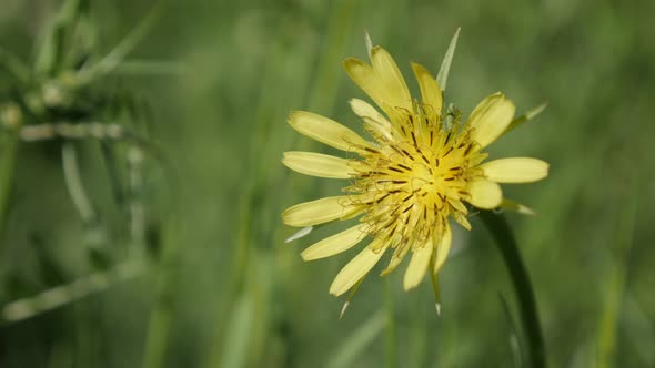 Tragopogon pratensis plant in the garden close-up 4K 2160p 30fps UltraHD footage - Meadow salsify ye