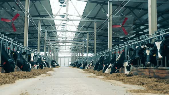 Cows are Eating Hay in the Farm with a Passage Between Them