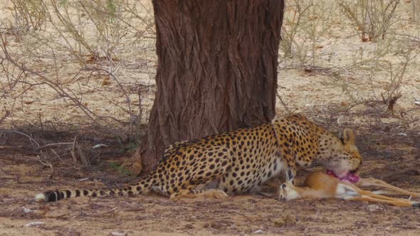 Cheetah Spotted Feeding On A  Dead Springbok Calf In Kalahari Desert, South Africa - Close Up Shot