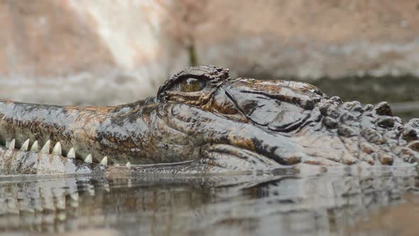 Head of Tomistoma in the River