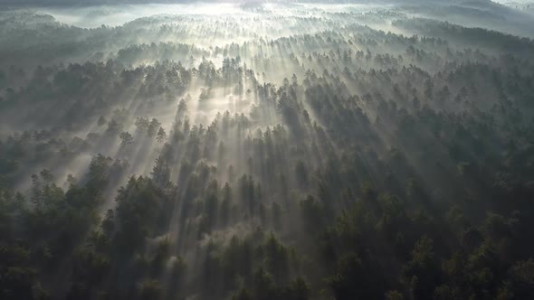 Sunrise in the Misty Forest. Marvelous View of Flying Over Pine Forest in the Morning