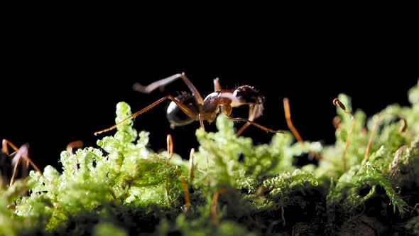 Macro Footage of Ants, Eusocial Insect. Slow Motion.