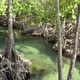 Mangrove and crystal clear water canal at Tha Pom Klong Song Nam mangrove, Krabi, Thailand - VideoHive Item for Sale