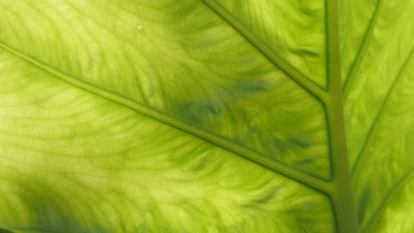 Giant upright elephant ear plant leaves close-up 4K 2160p 30fps UltraHD footage - Sunlight through A