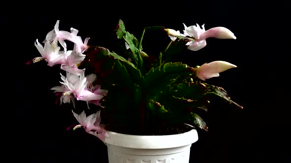 Schlumbergera truncata