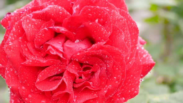A Red Rose In Raindrops 