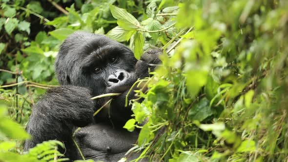 Silverback Gorilla Eating Leaves