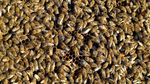 Busy bees working their hive feeding and maintaining the comb. A lot of bees amassed