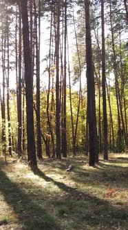 Vertical Video Autumn Forest By Day