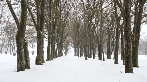 Snowfall in Winter Park