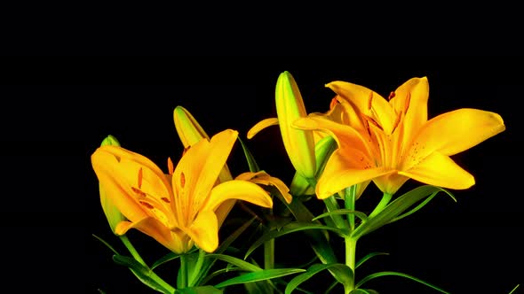 Yellow Lilies Bloom