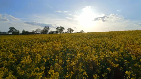 Oilseed Field at Sunset Aerial Flyover