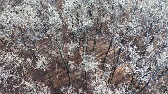 Forest landscape in winter season. Aerial view of forest in winter time