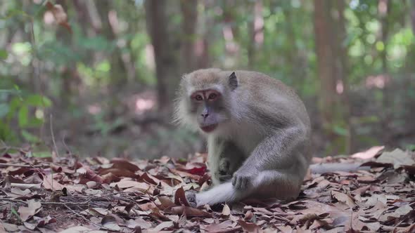 Long-tailed macaque, Crab-eating macaque scratching leg and sit on the ground. Monkey looking camera