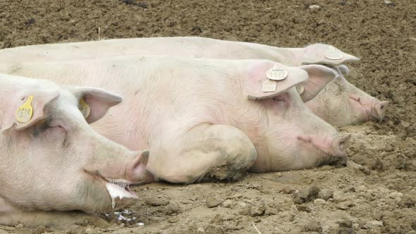 Pink pigs in the country sleeping