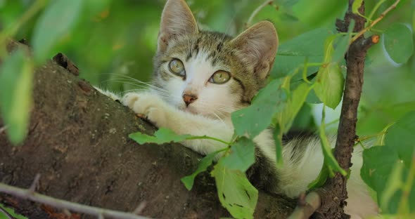 Stray Kitten on a Tree Branch