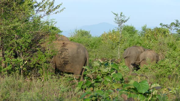 Group Asian elephants with cute baby elephant