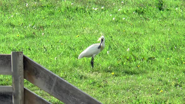 Resting spoonbill stands in a meadow.