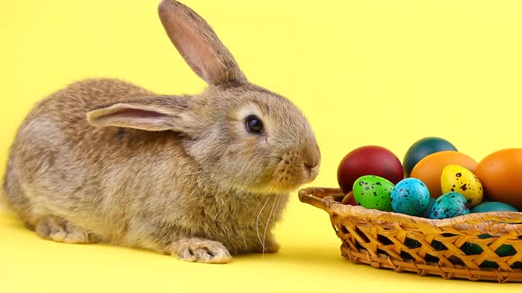 Little Brown Fluffy Bunny Sitting on a Pastel Yellow Background with a Wooden Basket Full of Ornate