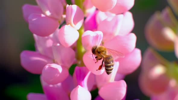 Bee Collects Nectar From Flowers.