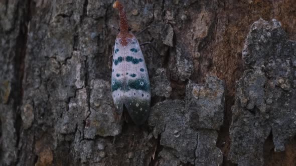 Moving sideways to the left on the bark of the tree as seen deep in the jungle, Lantern Bug Pyrops d