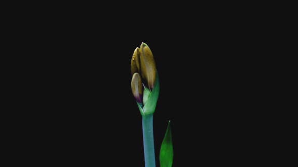 Yellow Hippeastrum Opens Flowers in Time Lapse on a Black Background